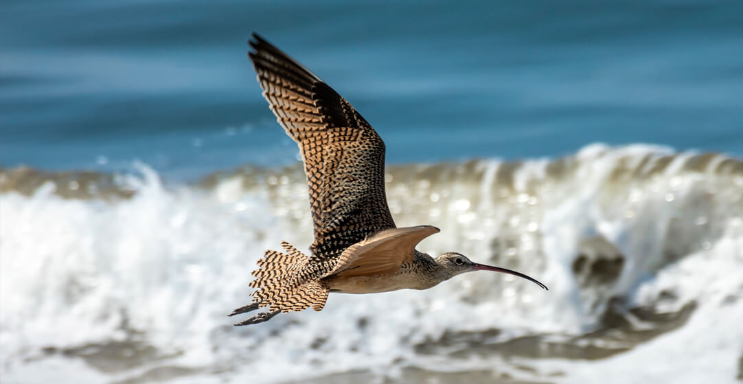 A long-billed curlew