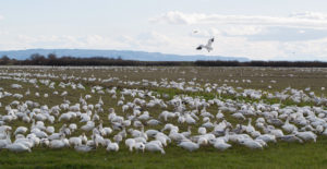 Snowgeese in the Skagit Valley