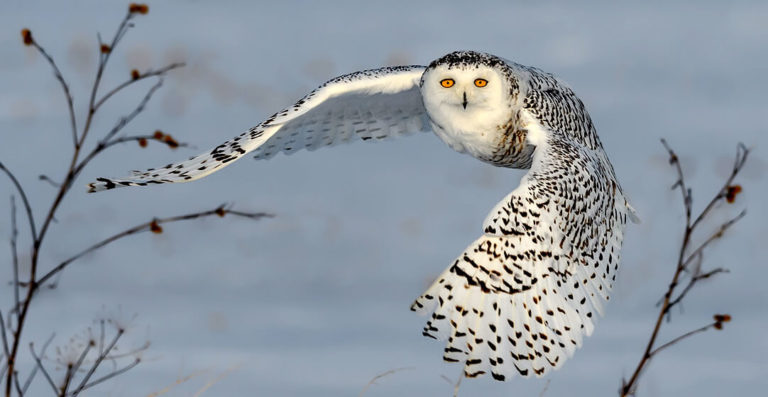 Winter Birdwatching In The Pacific Northwest | List Of Best Destinations