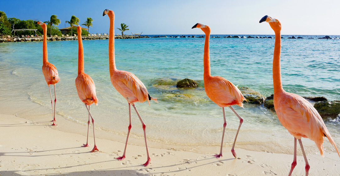 7. Flamingos Aruba island By Natalia Barsukova AdobeStock