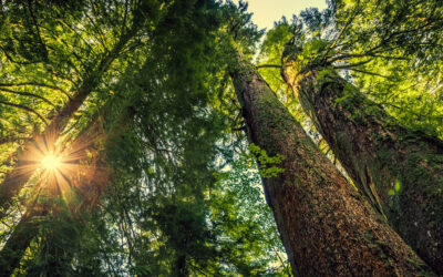Tallest and Oldest Trees of the Pacific Northwest