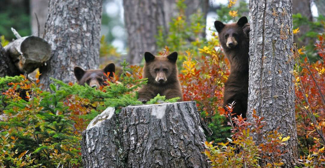 Whistler in spring, black bears peek through the woods