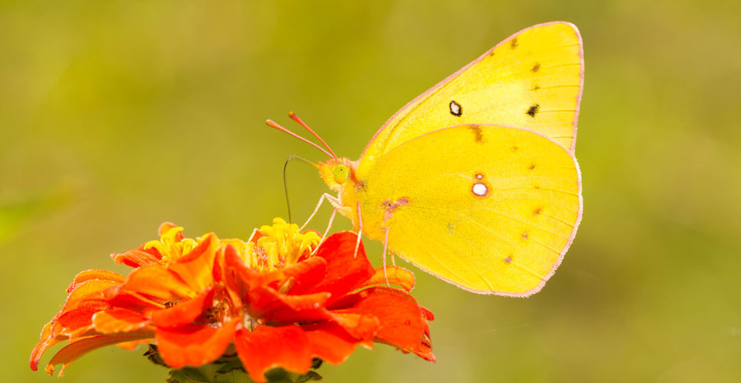 Pacific Northwest Butterflies, Orange Sulphur