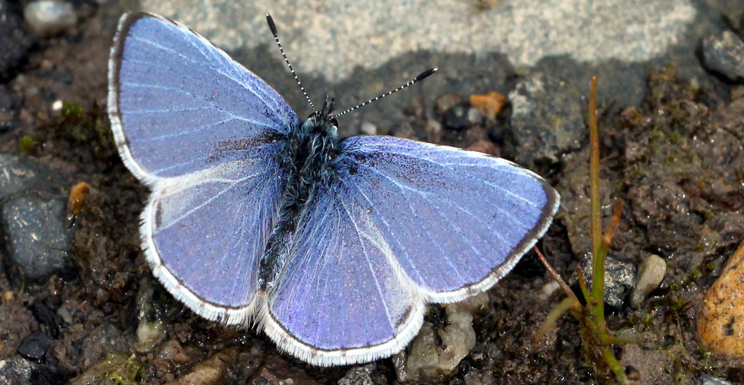 Pacific Northwest Butterflies, Echo Azure butterfly