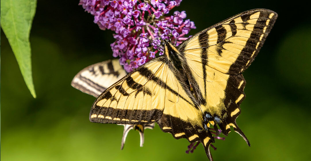 Pacific Northwest Butterflies, Western Tiger Swallowtail
