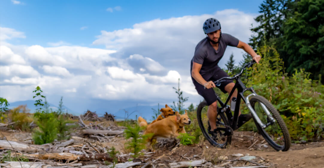 Man on a mountain bike cycles on a mountain trail with his dogs