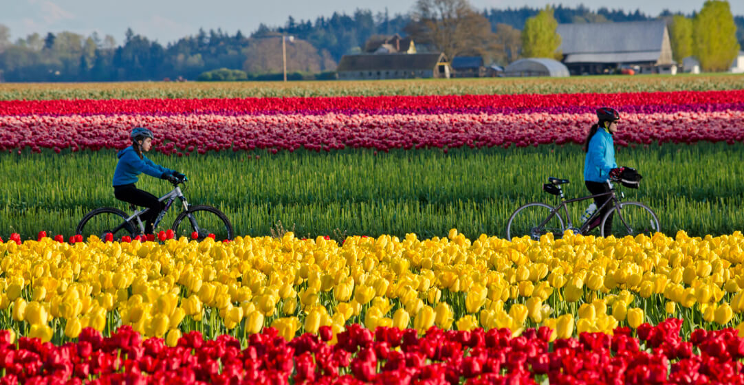 Two cyclists ride among red and yellow tulip fields