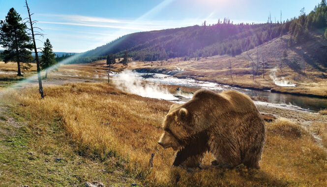 Grizzly bear walks near a stream at Yellowstone National Park