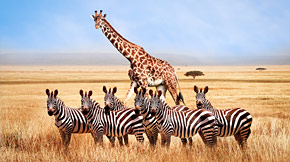Incredible South Africa with African Travel