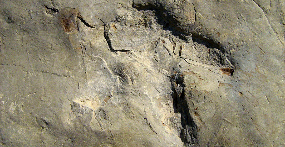 Fossil footprint of a Diatryma, a large flightless bird