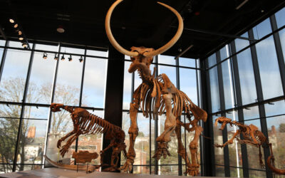 Best Places to See Washington’s Fossils