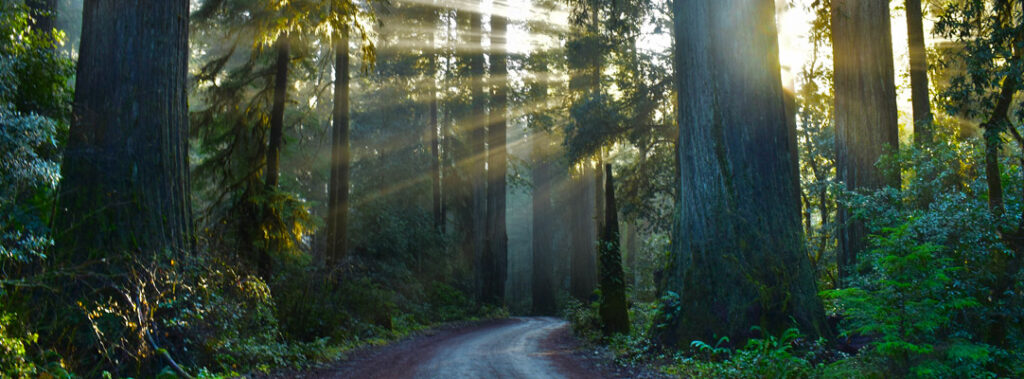 Light shines through giant redwood trees at Jedediah Smith State Park