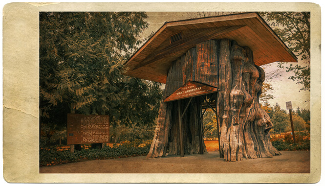 Big Cedar Stump at Smokey Point that you can walk through 