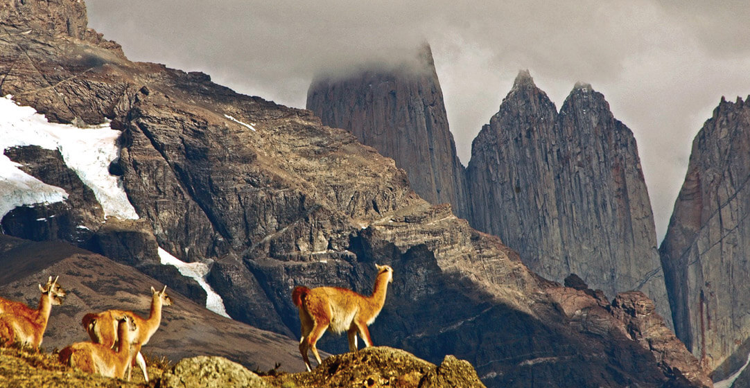 granite peaks of the Andes Mountains' Tres Torres in Patagonia, Chile, with guanacos on the steep slopes in the foreground