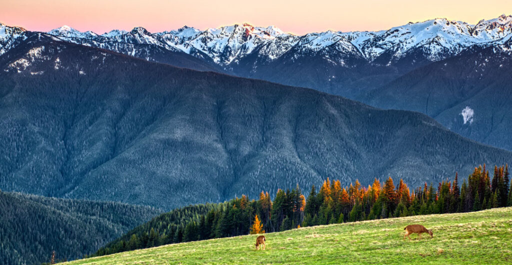 View of deer and mountains from Hurricane Ridge, Olympic National Park