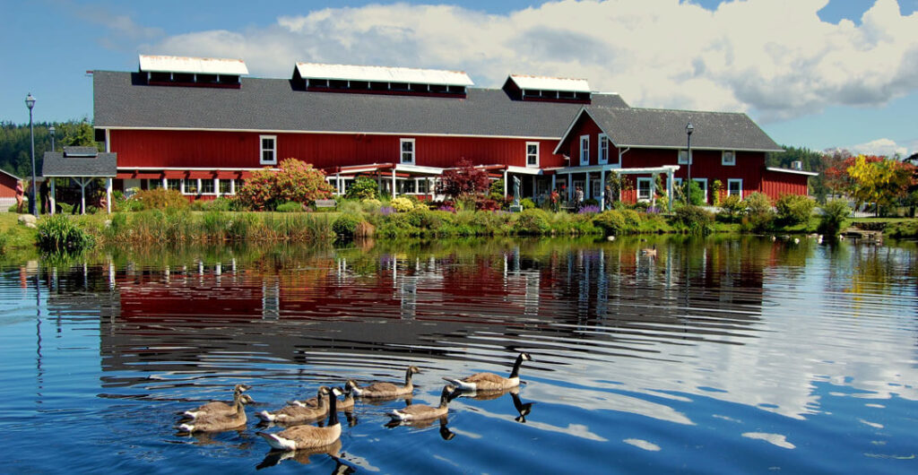 Ducks pass a red barnlike building at Greenbank farm on Whidbey Island