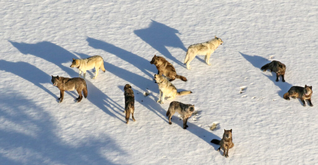 A wolf pack on snow near Junction Butte in Yellowstone National Park