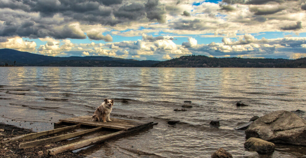 A dog sits on a dock at Coeur d'Alene Lake