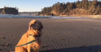 Dog at Ruby Beach
