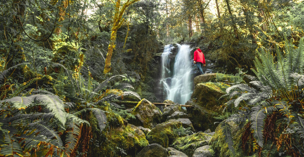 Merriman Falls in the Quinault Rainforest