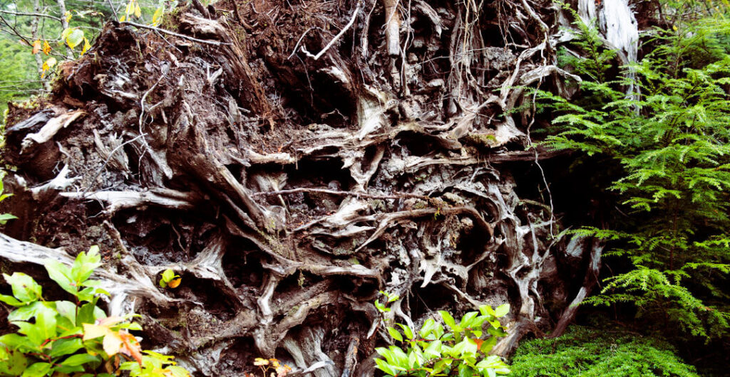 A tangle of roots inside the Quinault Rainforest