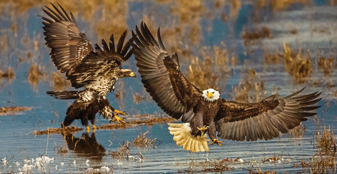 NWB Two eagles fighting over goose By RonPaulk Photography AdobeStock
