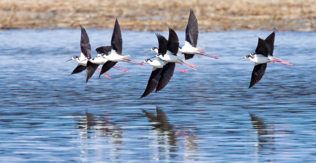 Black Necked Stilts by photographers Chuck and Grace Bartlett at the Columbia National Wildlife Refuge