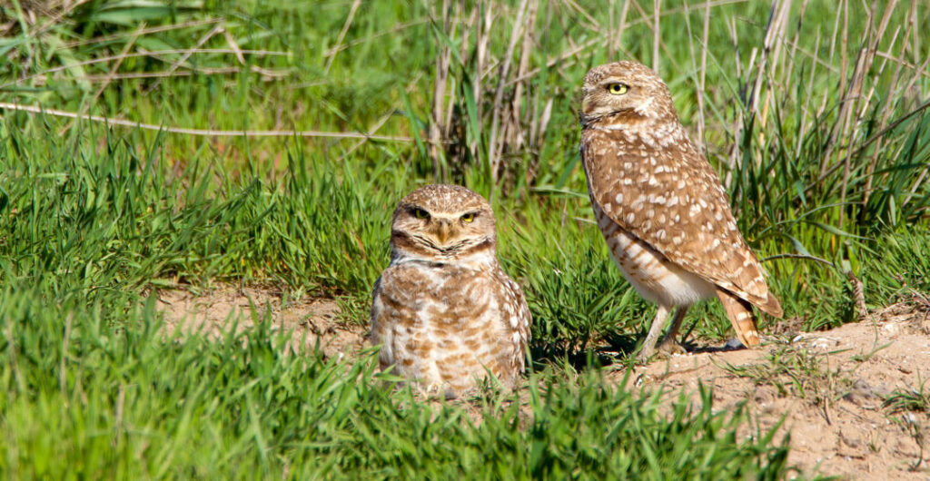 Burrowing owls (Athena-cunicularia) at Columbia National Wildlife Refuge. Photo: Chuck and Grace Bartlett