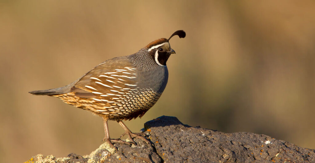 Close-up of a California Quail (Lophortyx californicus) at the Columbia National Wildlife Refuge. Photo: Chuck and Grace Bartlett