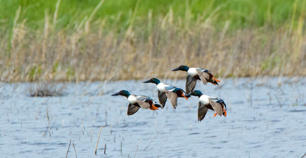 Norther Shoveler Ducks (Anas clypeata) take flight at Columbia National Wildlife Refuge. Photo: Chuck and Grace Bartlett
