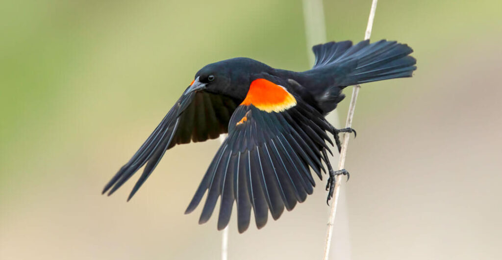 Close-up of a Red Winged Blackbird (Aeglaius phoeniceus) at Columbia National Wildlife Refuge. Photo: Chuck and Grace Bartlett