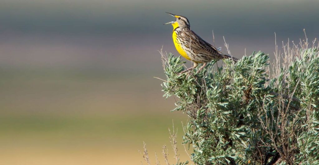 A Western Meadowlark (Turnella neglecta) sings out at the Columbia National Wildlife Refuge. Photo: Chuck an Grace Bartlett