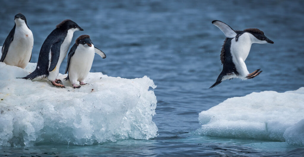 Antarctica's Adélie penguin jumping between the ice.