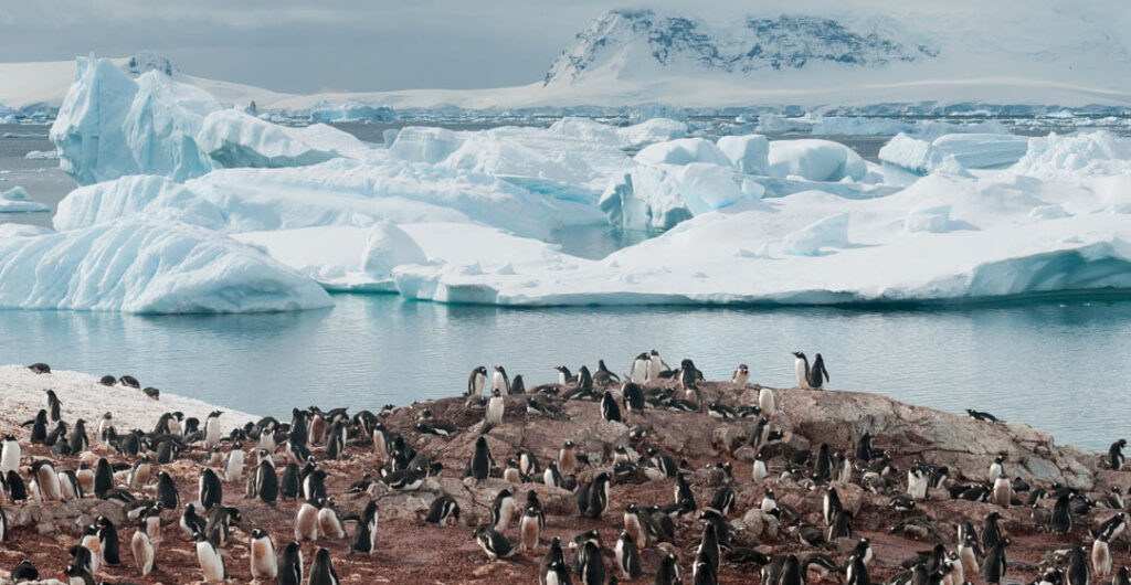 Explore Antarctica during its summer, admiring icebergs and visiting penguin colonies ashore.