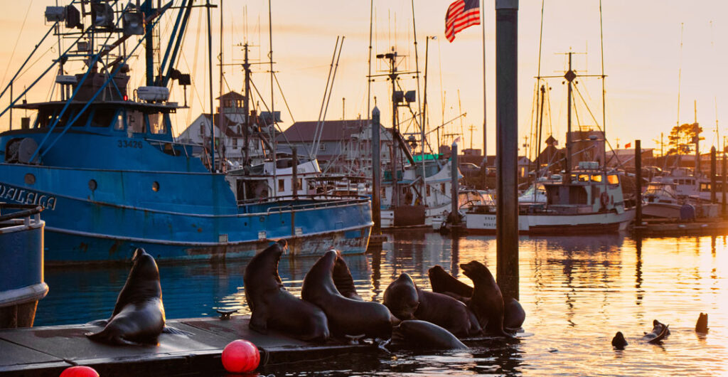Sea Lions enjoying a warm summer sunset on the docks of Westport. Photo: Lost River Photography