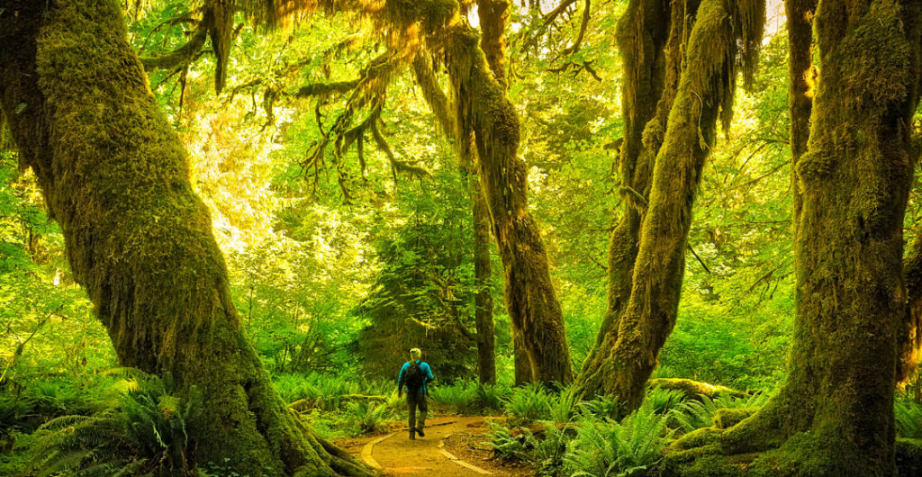 Walking in the woods at the Hall of Mosses Trail at the Hoh Rainforest in Olympic National Park WA By Matt AdobeStock