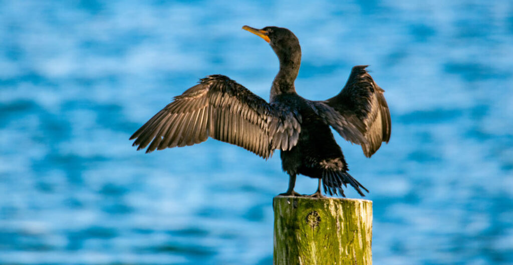 Grays Harbor Shorebird and Nature Festival draws birders from around the world.