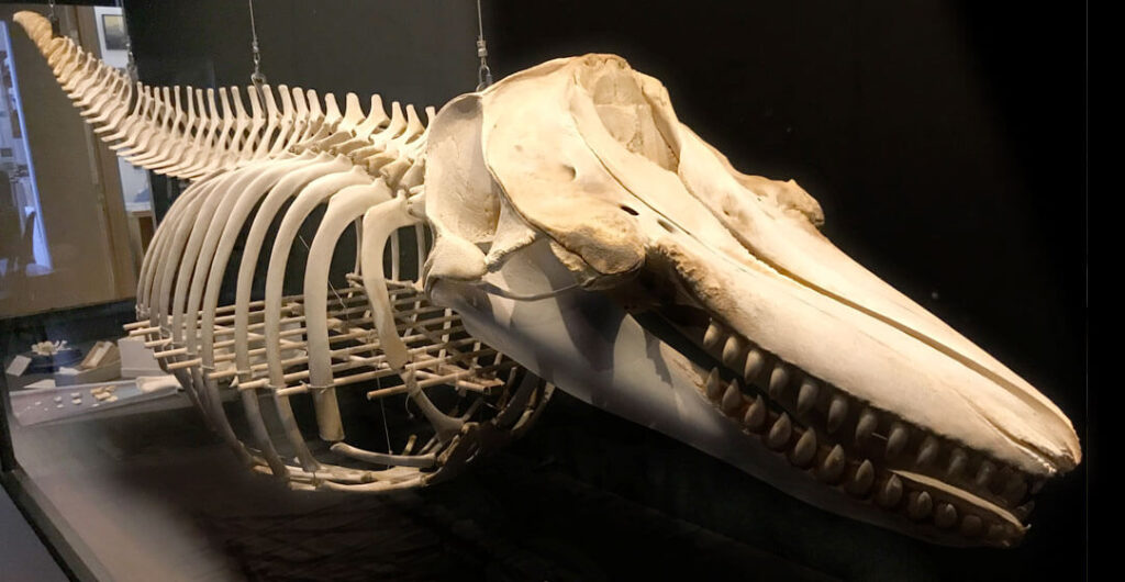 Combine your love of Washington state museums with island hopping and see this whale skeleton at the Whale Museum on San Juan Island. 