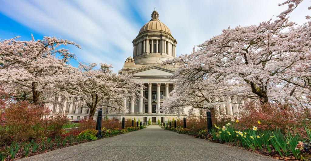 Yoshino cherries, with pale pink to white flowers, are among the first trees to bloom on Olympia's Capitol Campus in spring.