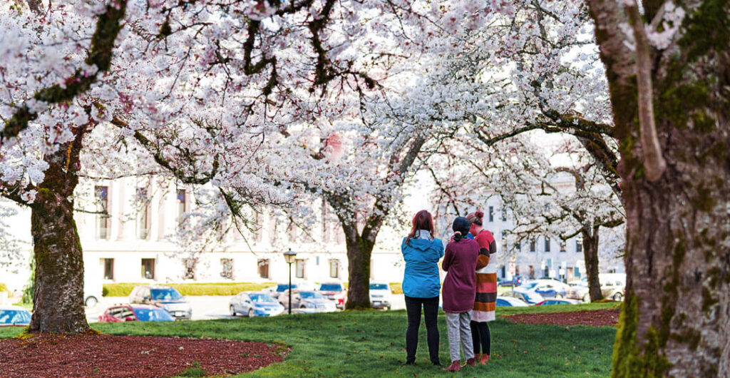 Spring cherry blossoms draw visitors from around the world to Olympia's beautiful Capitol Campus each year. If you're looking for things to do in Olympia, WA today, the beautiful gardens are always open.