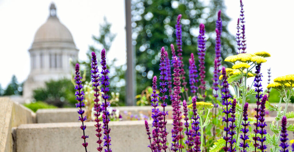 The Pollinator Garden is a recent addition to the East Campus at the Washington State Capitol, Olympia.