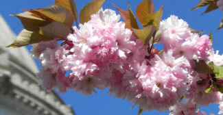 Kwanzan cherry trees, which you’ll also see on Olympia's Capitol Campus, have cotton candy pink flowers. They line Cherry Lane, the street east of the Temple of Justice and the Legislative Building.