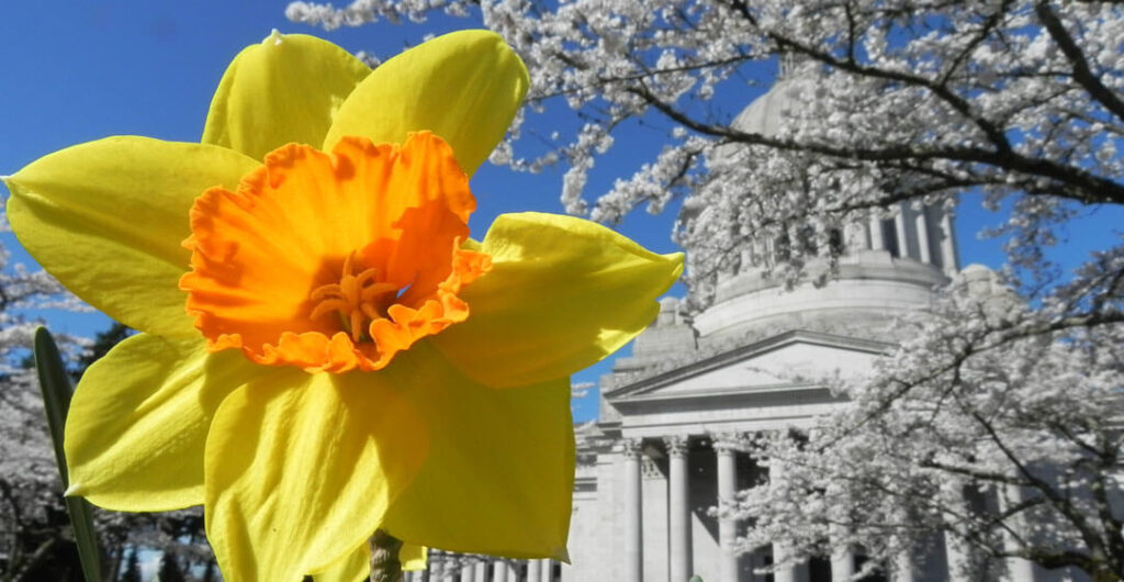 For sheer beauty and blooms, spring and summer are spectacular seasons at Olympia's Capitol Campus.