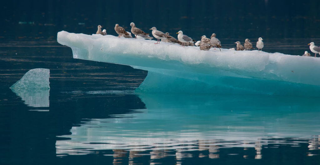 Winged gulls perch on an ice sheet in Alaska. The cruising season in Alaska extends from May through September. 