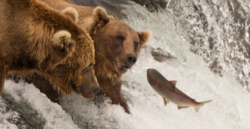 Two grizzly bears try to catch a jumping salmon on a waterfall in Alaska. 