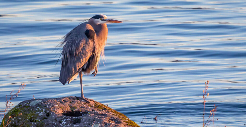 A blue heron perches on a rock in the Hanford Reach section of the Columbia River. 