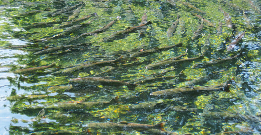 Schools of Chinook salmon swim in clear water at the Carson National Fish Hatchery in the Columbia River. 