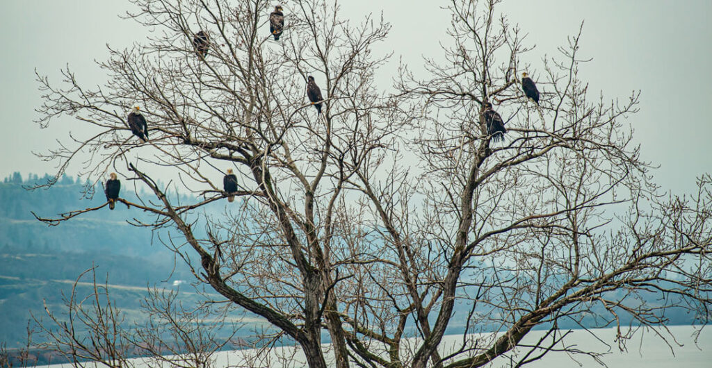 Several bald eagles perched in a tree overlooking the water near the mouth of the Klickitat River, one of Washington State's wild rivers. 