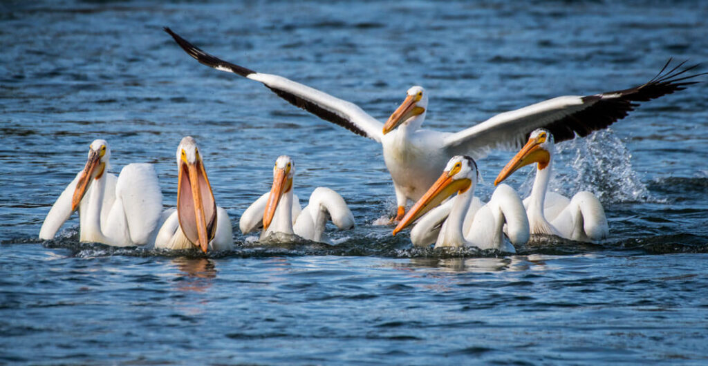 White pelicans float on the surface of the Yakima River near Pasco, Washington. 