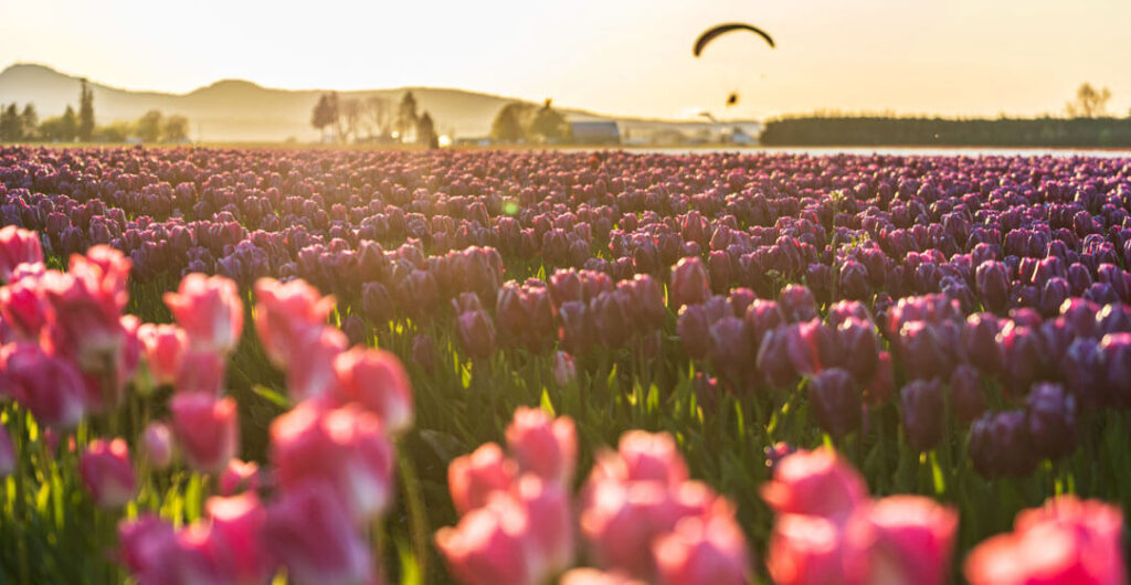 A paraglider floats above farm fields and enjoys a unique view of the Skagit Valley tulips. Photo: Marcus Badgley